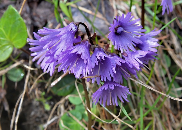Soldanella alpina L.